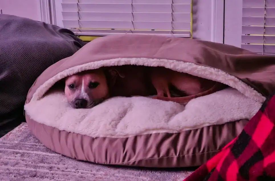 Handcrafted Pet Spaces: Cozy Beds and Play Areas for Your Furry Friends