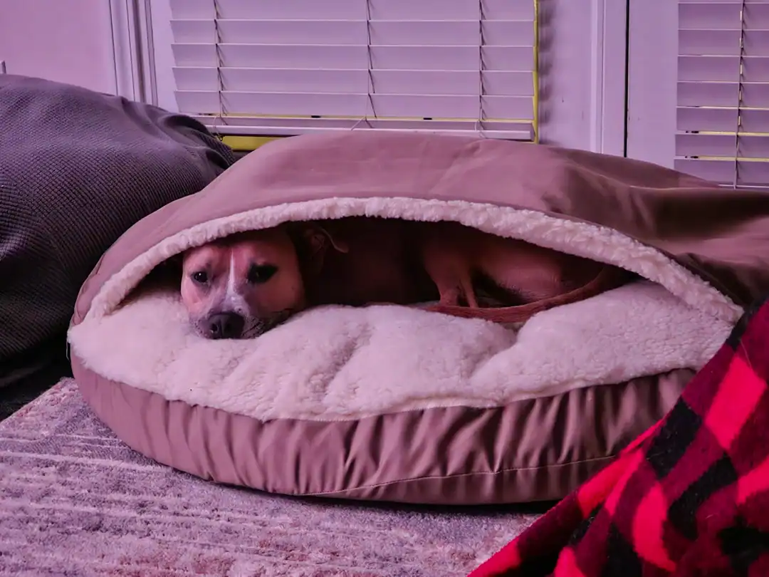 Handcrafted Pet Spaces: Cozy Beds and Play Areas for Your Furry Friends