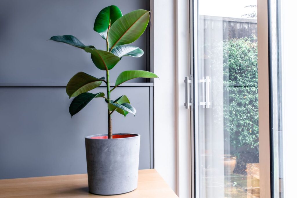 Rubber Plant (ficus Elastica)