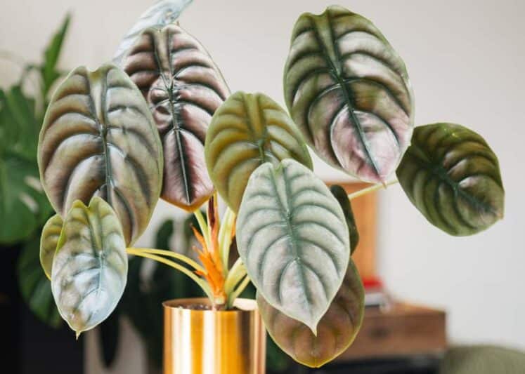 Shutterstock 1872894649 747x533