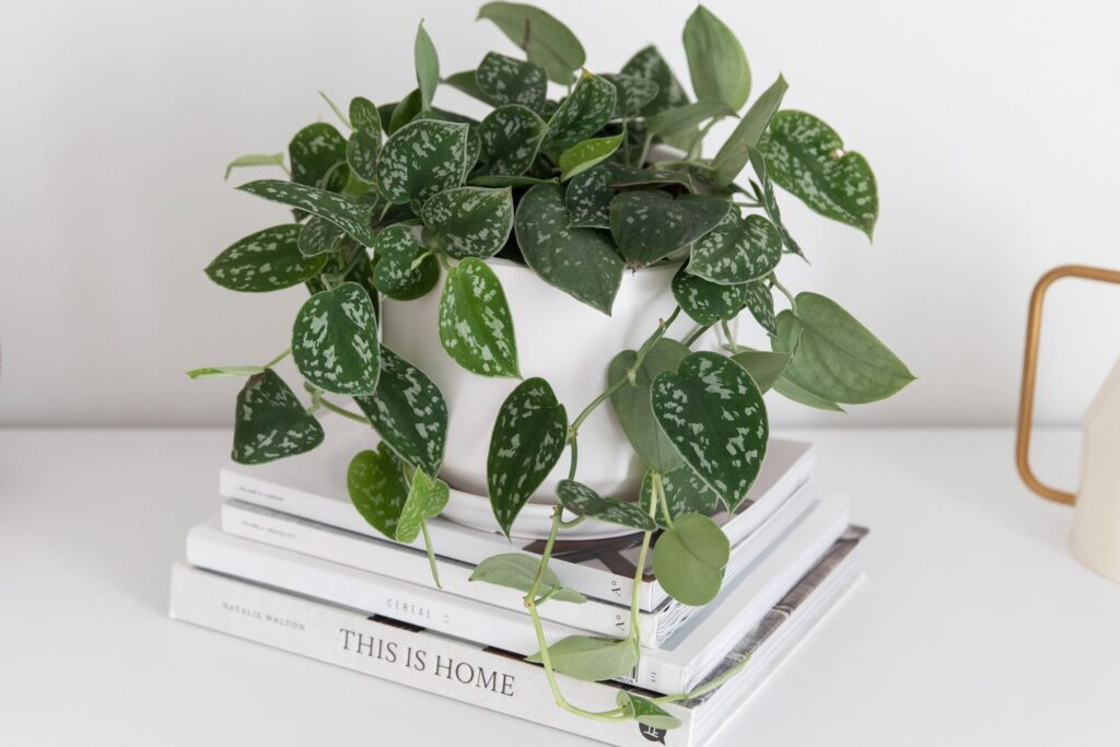Silver Satin Pothos (scindapsus Pictus)
