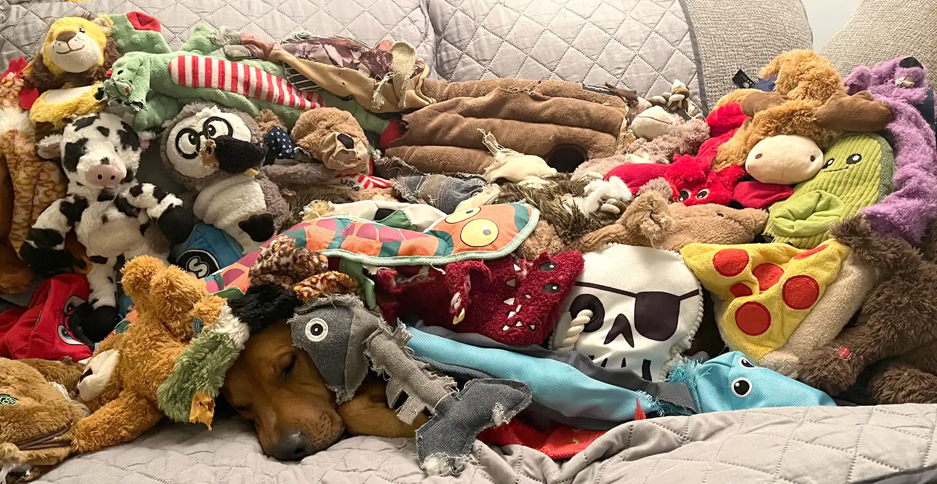 DIY Pet Projects: Homemade Toys and Beds Your Pets Will Love