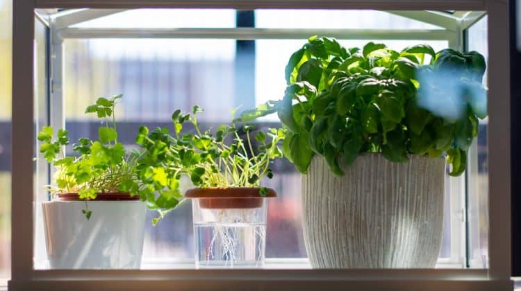 Three Herbs Growing In Water Next To Window 750x420
