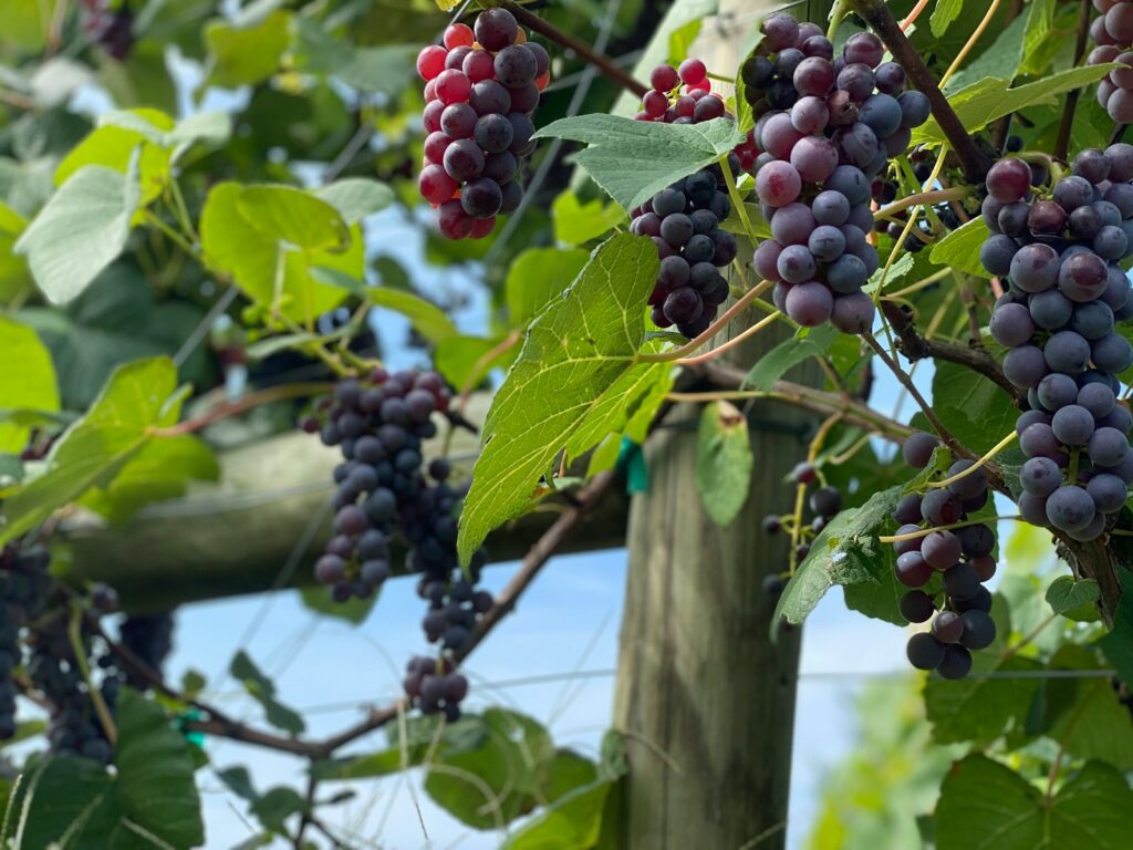 purple grapes on green tree during daytime