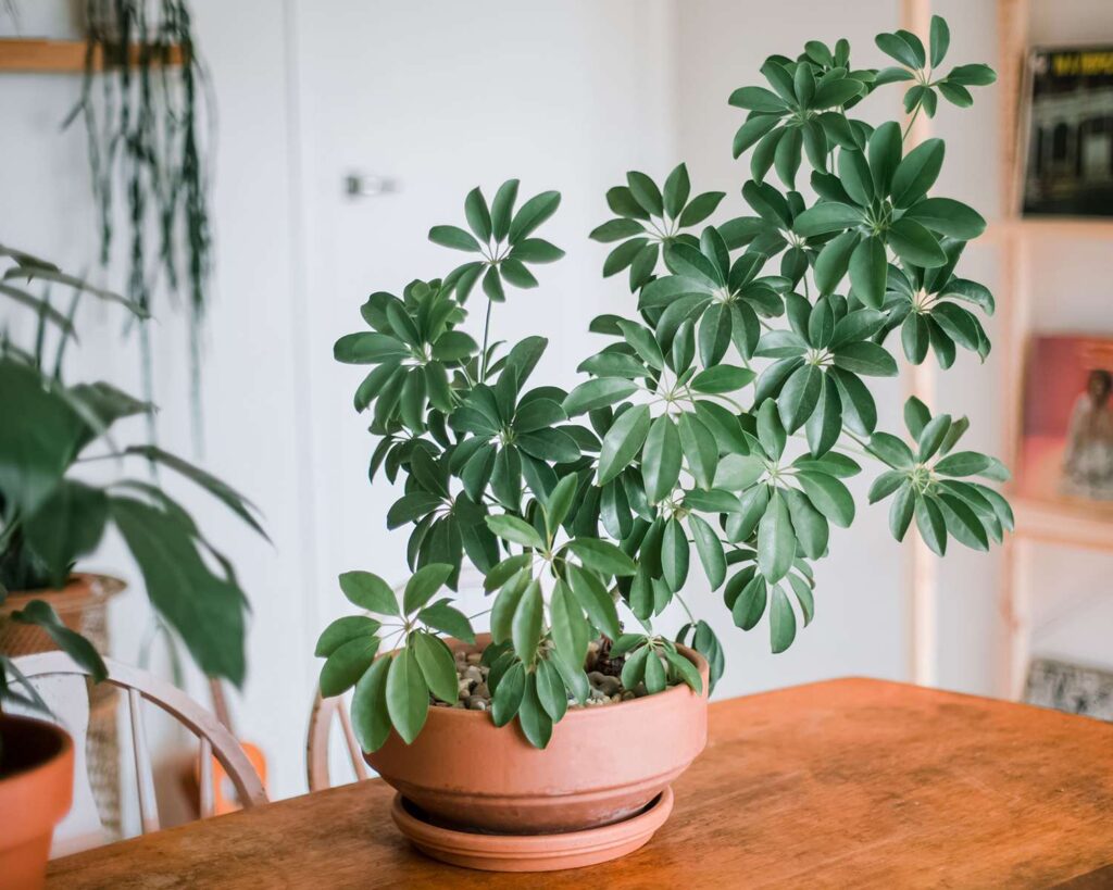 Umbrella Plant (schefflera)