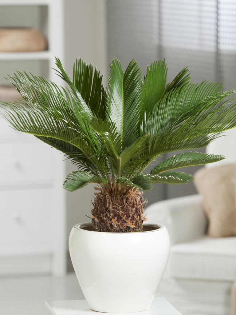 Palmfarn Cycas Revoluta
