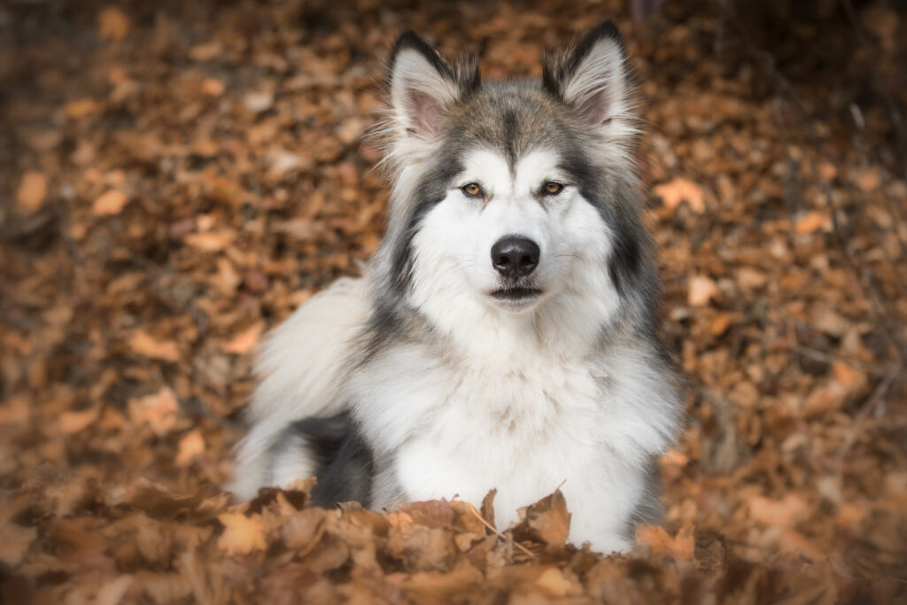Wolf Dog Hybrids Threaten Wolf Populations In Europe