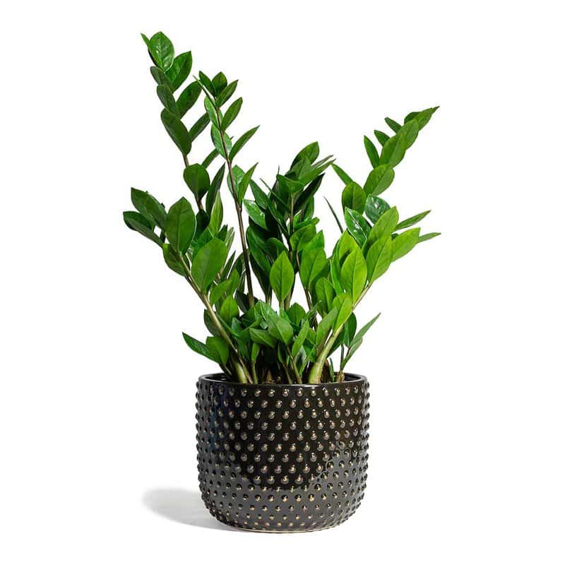 Zamioculcas Zamiifolia Zz Plant 17x65cm Bolino Plant Pot Shiny Black 24x21cm 1200x
