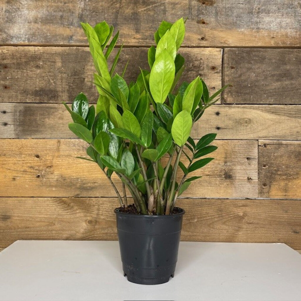 Zz Plant (zamioculcas Zamiifolia)