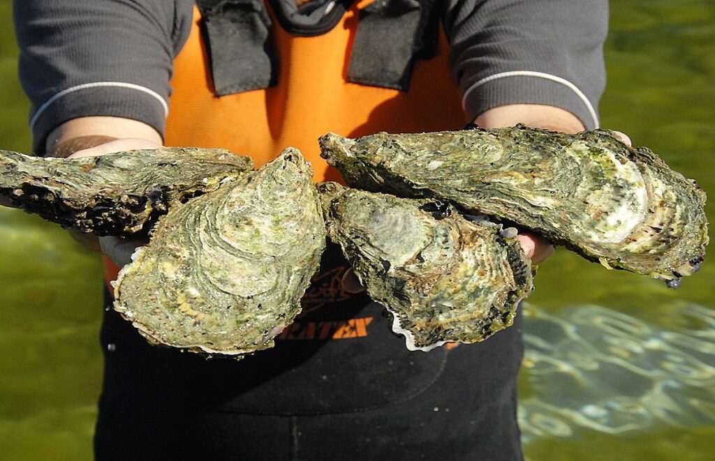 10 Coffin Bay Oysters Cbo Edit