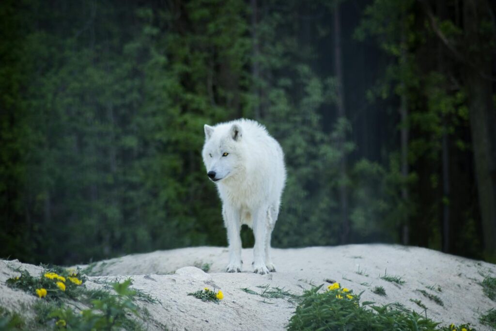 A solitary white wolf standing on a rocky terrain surrounded by lush green forest, embodying the wild and untamed spirit of nature.