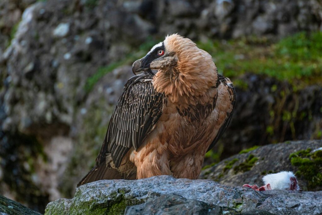 A close-up of a bearded vulture perched on rocks in its natural habitat.
