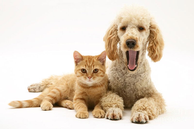 2 Poodle And Cat Jane Burton