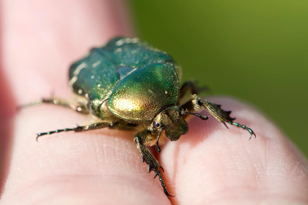 Detailed macro shot of a green rose chafer beetle resting on a human finger, outdoors.