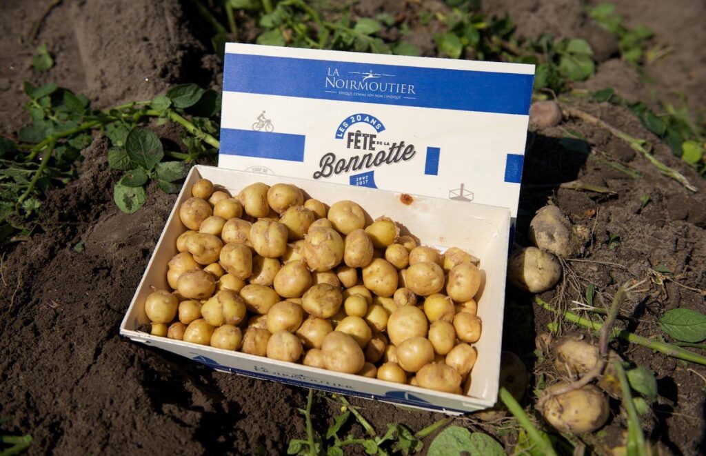 5f065da1 Ad6a 4d18 8bca 26b33f8221ba Bonnotte Potatoes