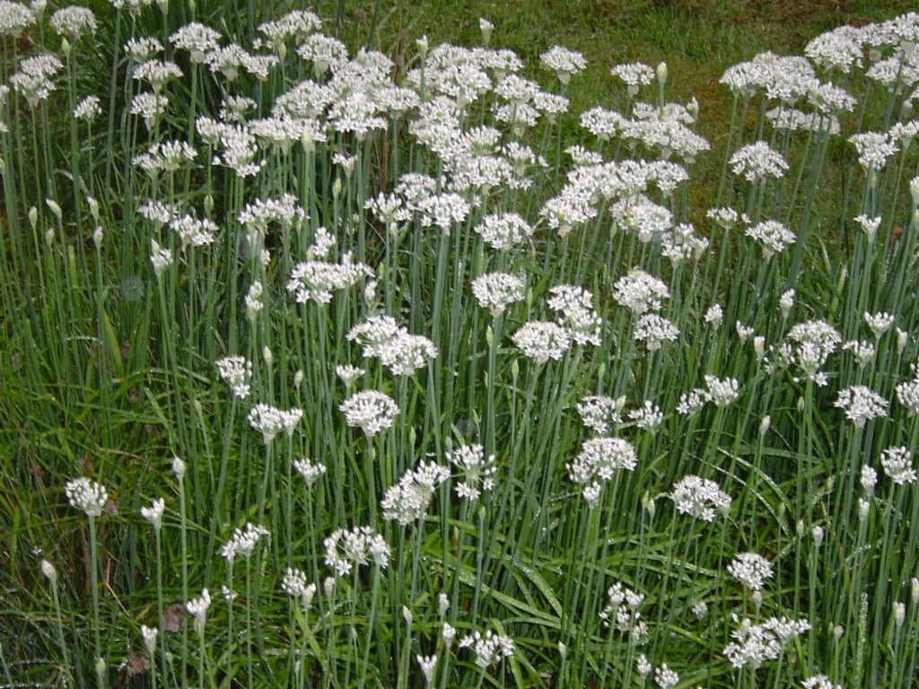 8b08565d0ac99bcda81b60cb67e42a4e