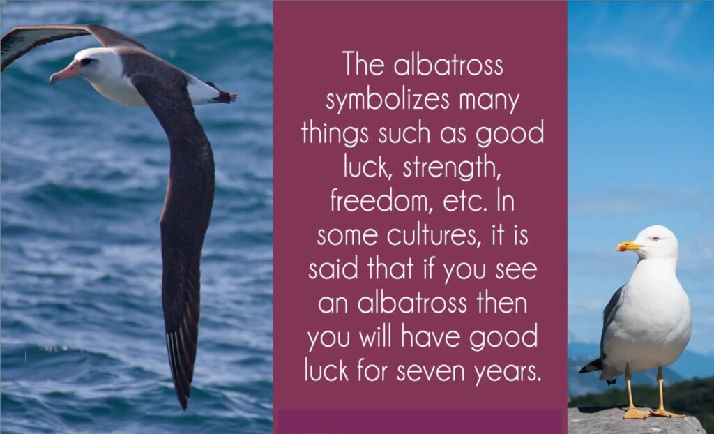 Albatross