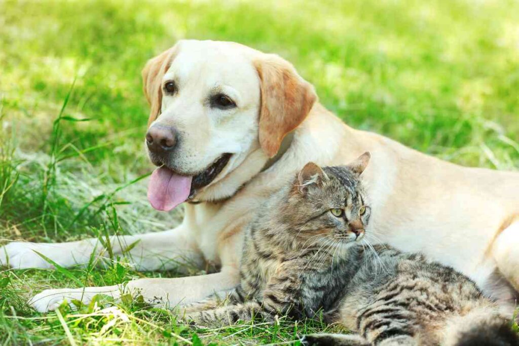 Are Labradors Good With Cats 1