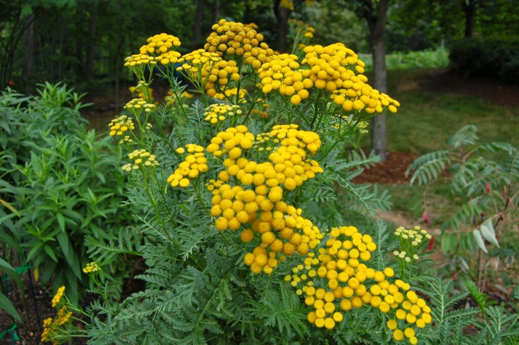 Benefits Of Tansy (tanacetum Vulgare) For Health (1)