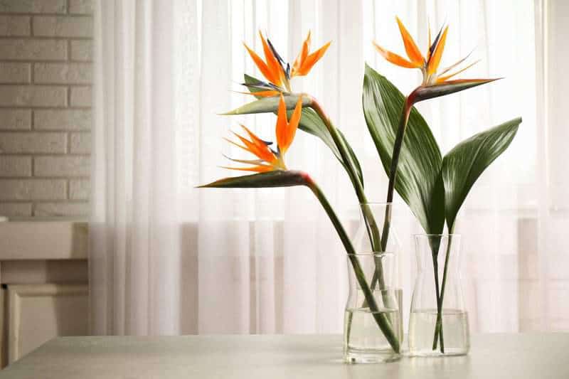 Houseplants That Bring All the Major Pinterest Energy to Your Space