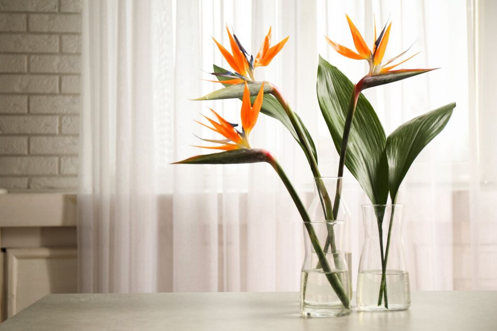 Birds Of Paradise (strelitzia)