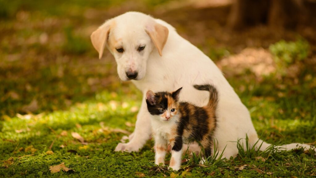Cat And Dog