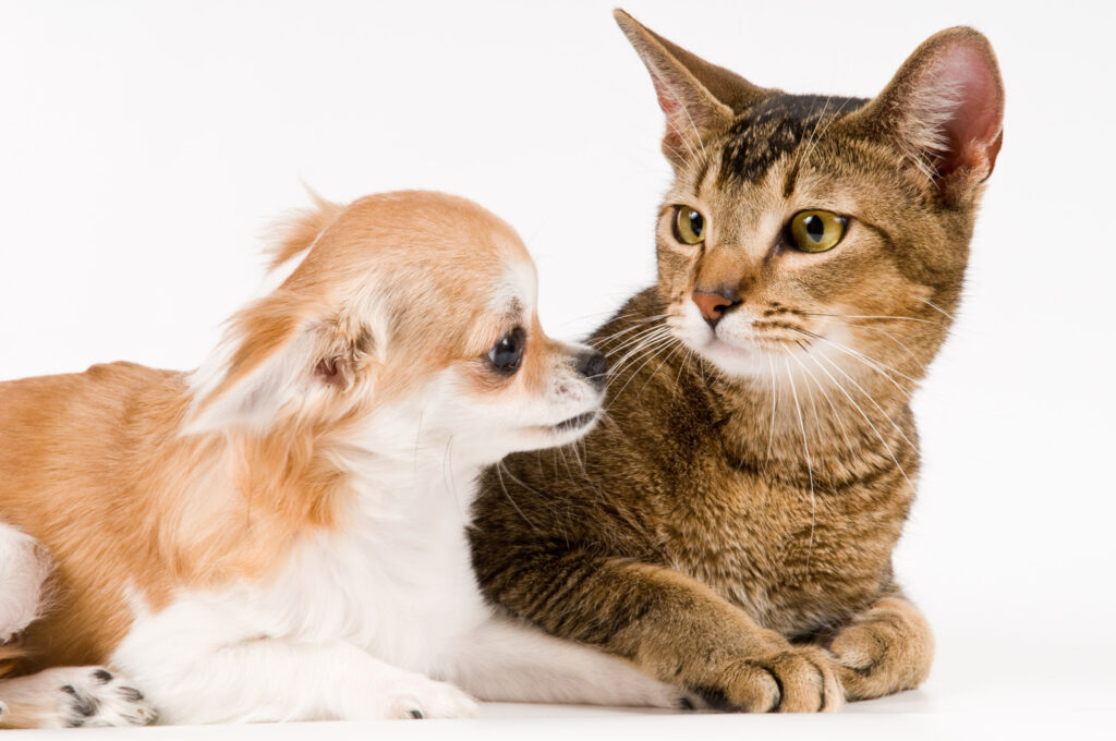 Cat Checking Dog Melts Hearts