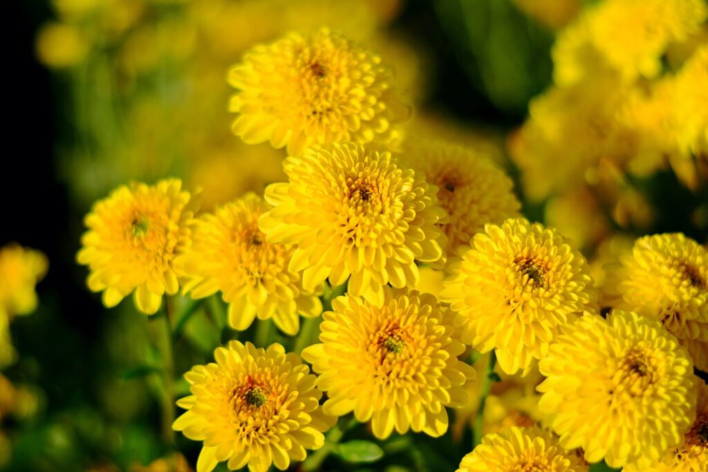 Chrysanthemum Header
