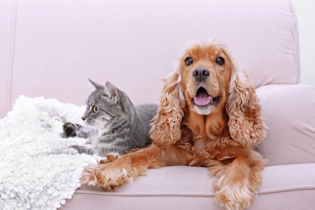 Cocker Spaniel And Cat