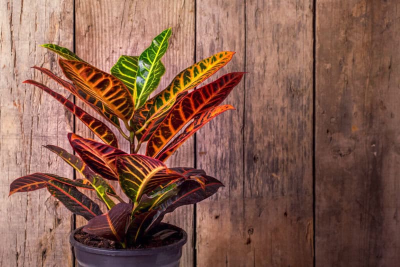 Croton (codiaeum Variegatum)