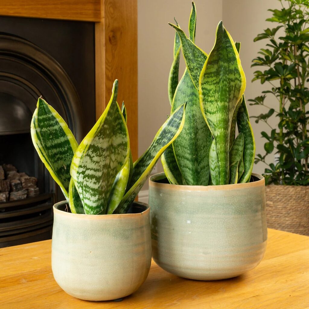Download Snake Plant (Sansevieria Trifasciata)2025 02 25t132625.934