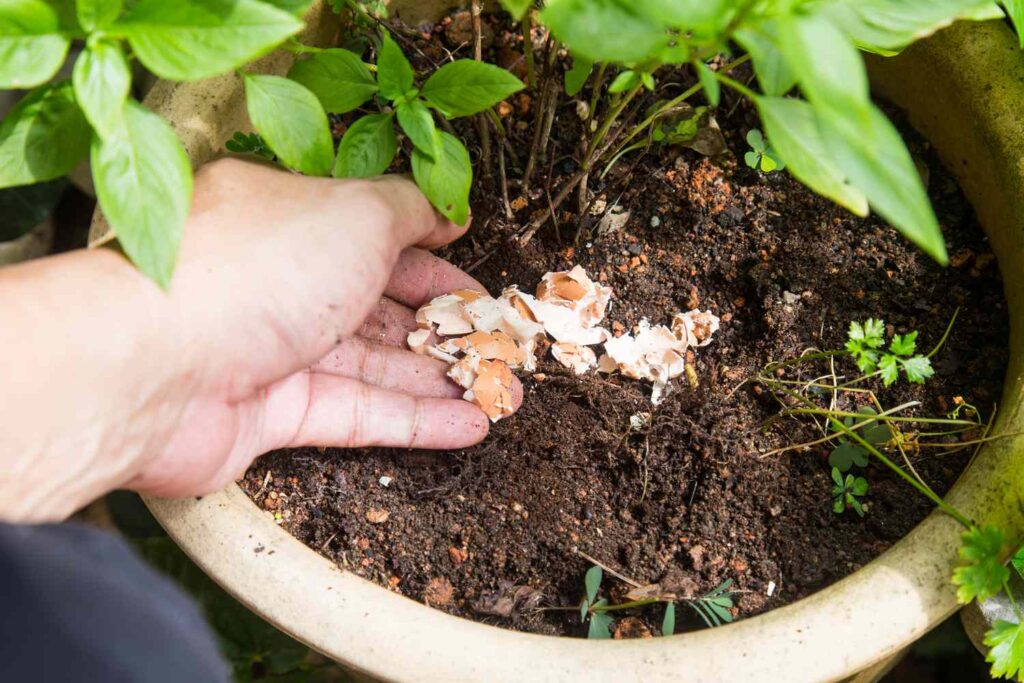 Eggshells For Garden Fertilizer