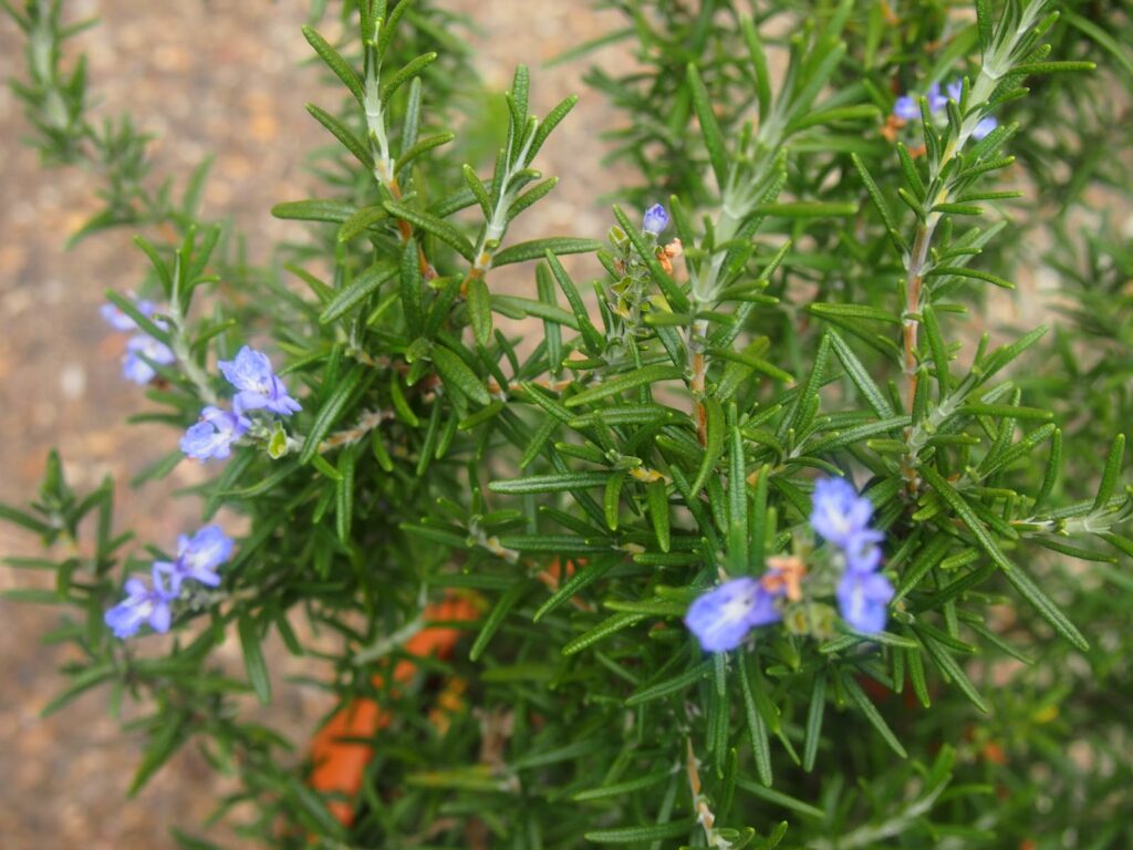 Flowering Rosemary Closeup