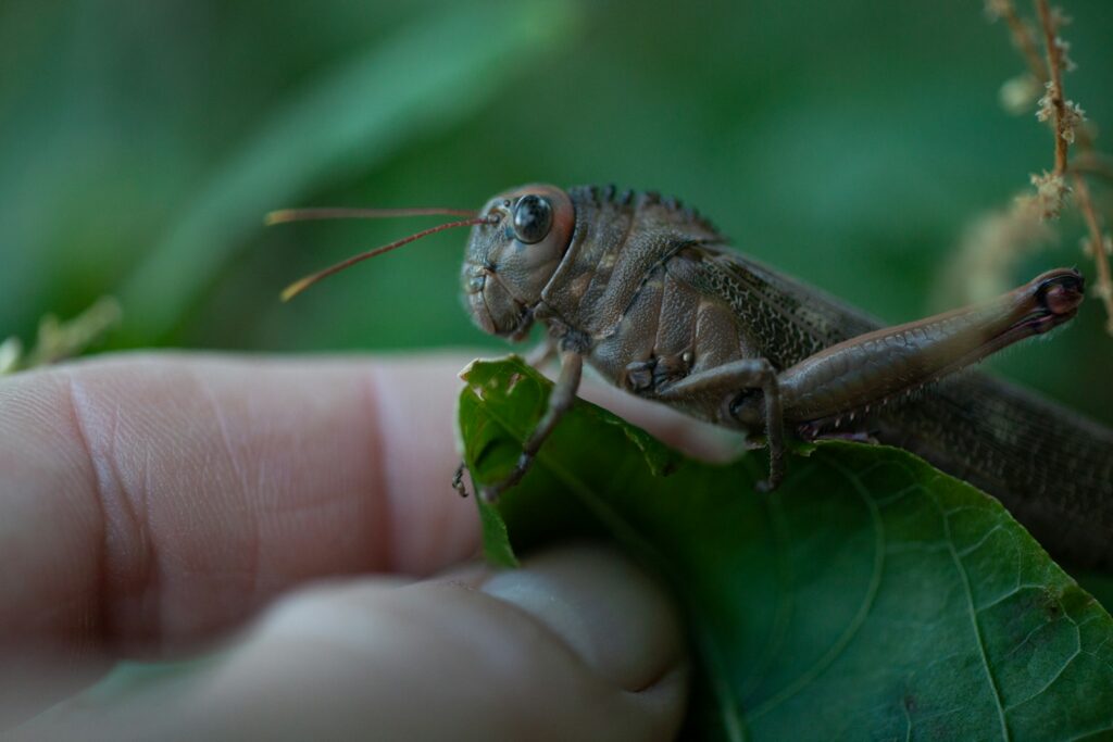 a small insect on a leaf