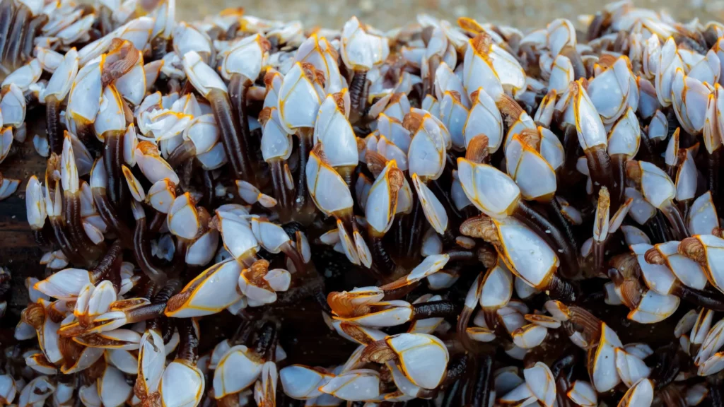Goose Barnacles Beach Close Phongsak Meedaenphai Shutterstock Dhdztm