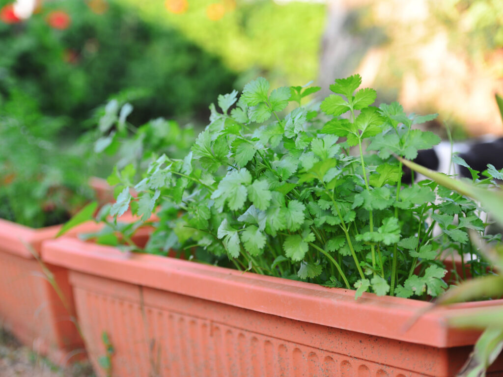 Growing Coriander In Pots 2000x1500
