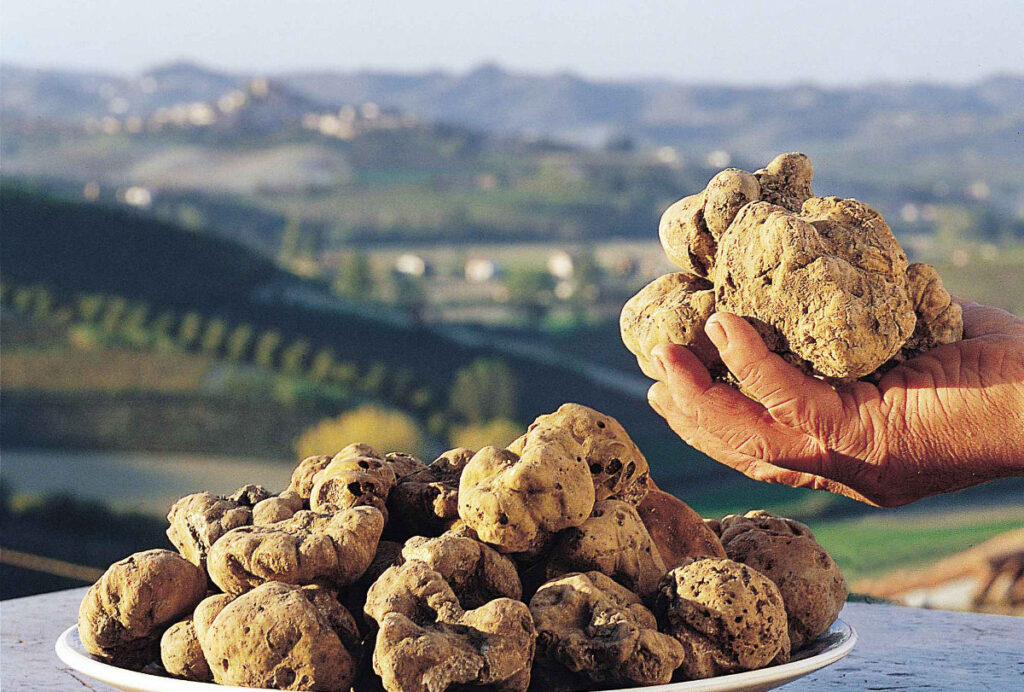 Guida Al Tartufo Italiano Mercato Internazionale