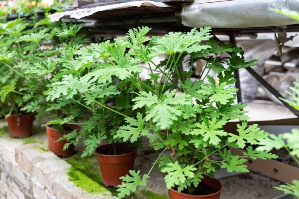 How To Care For Citronella Plant