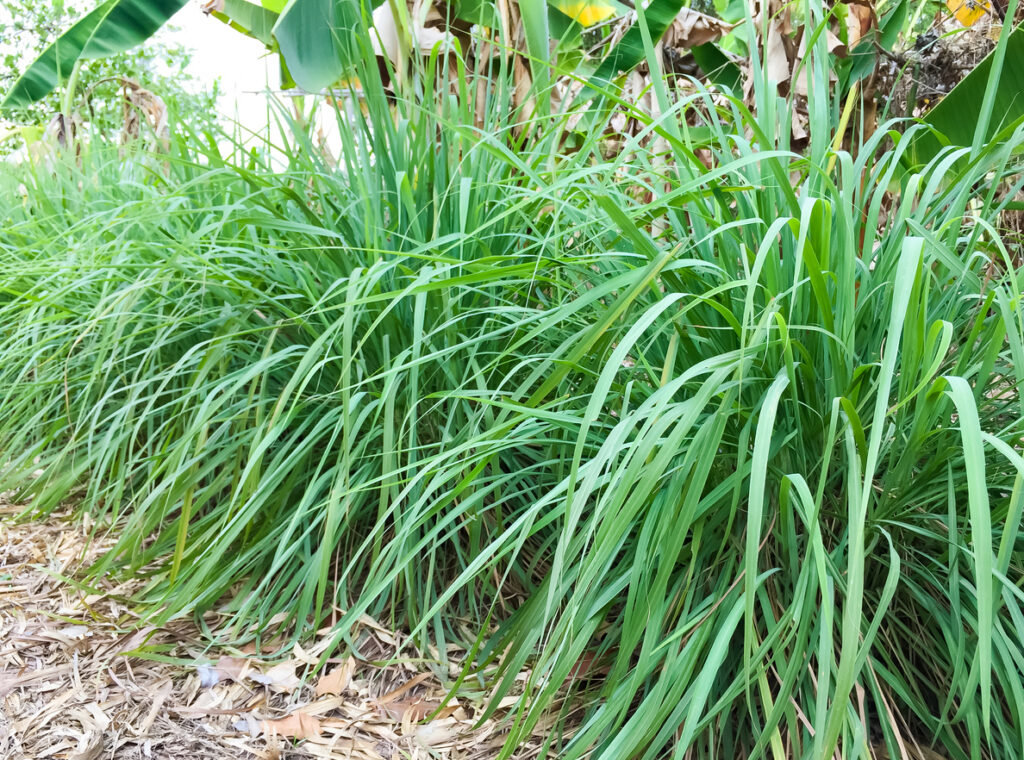 Lemongrass Or Lapine Or Lemon Grass Or West Indian Or Cymbopogon Citratus Were Planted On The Ground. It Is A Shrub, Its Leaves Are Long And Slender Green