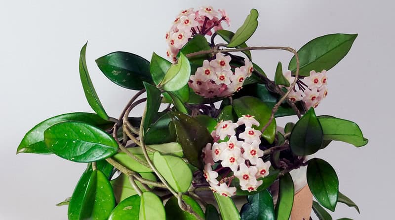 Hoya Carnosa (wax Plant)