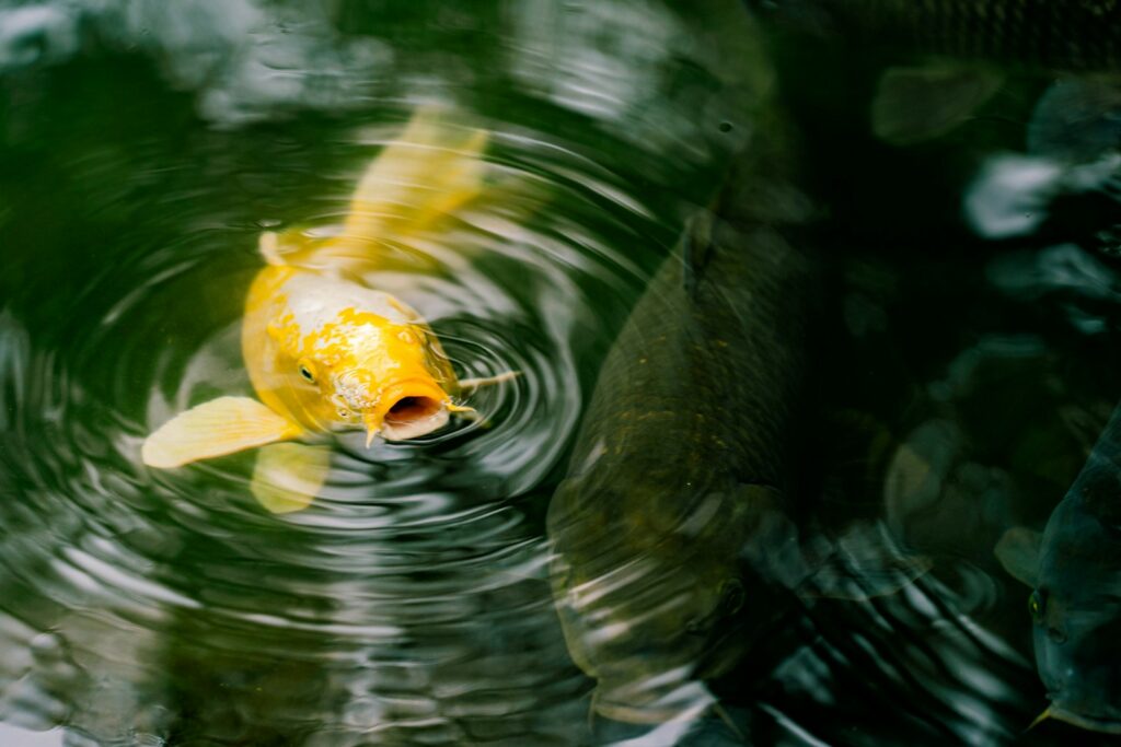 yellow koi fish