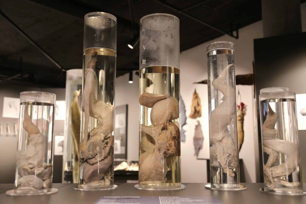 Icelandic Phallological Museum (reykjavik, Iceland)