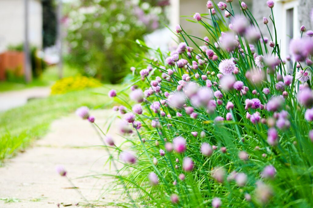 a bunch of flowers that are in the grass