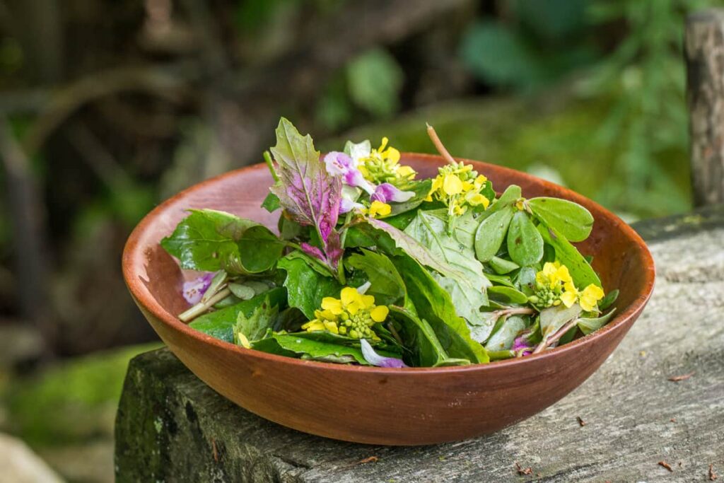 Lambsquarters Salad 2