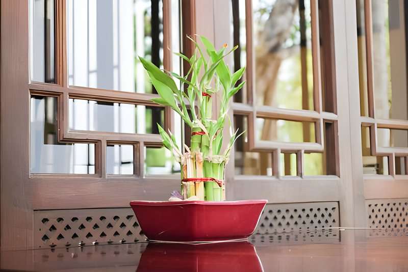 Luckybamboo