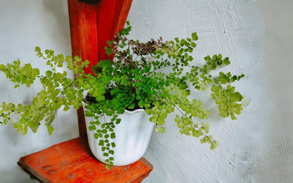 Maidenhair Fern