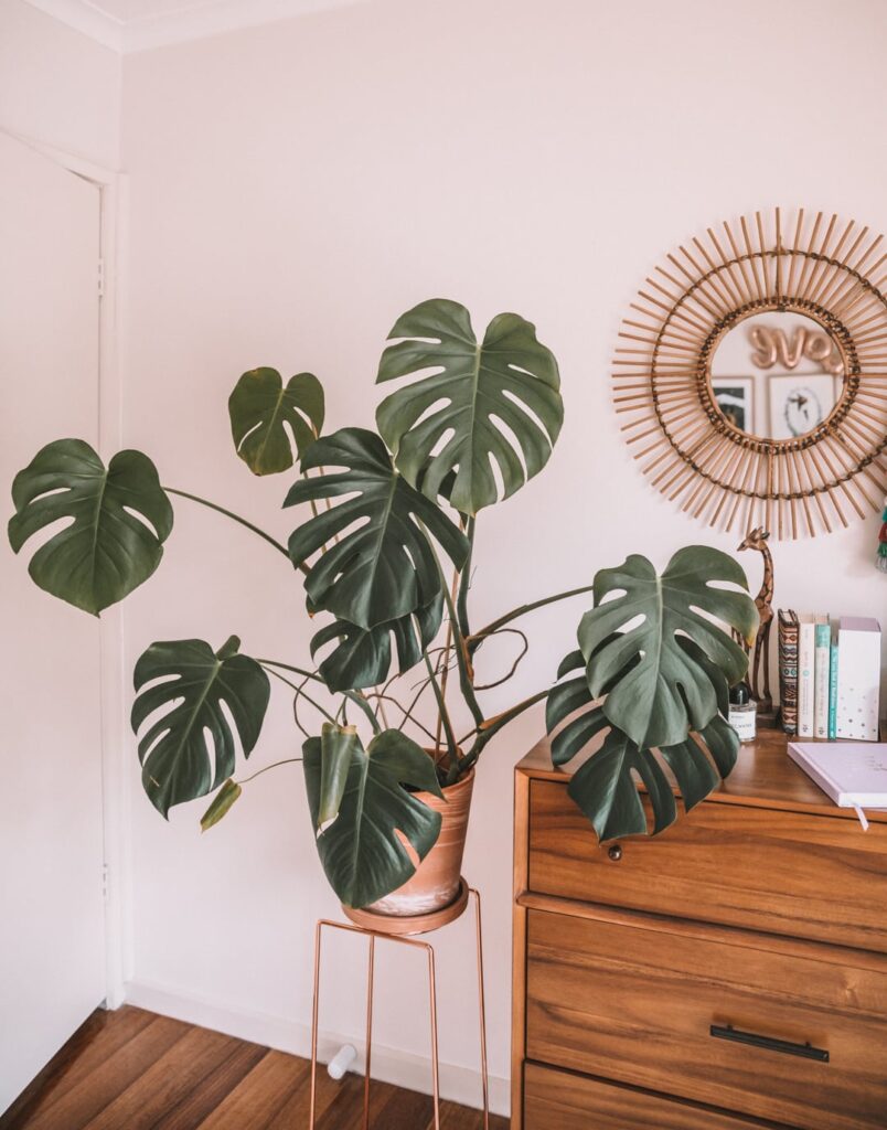 Monstera Deliciosa