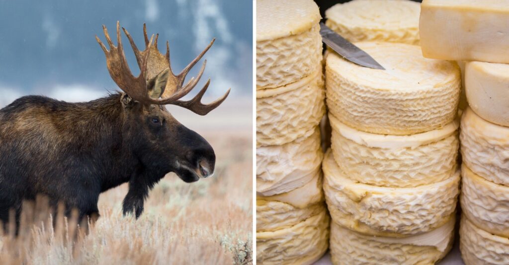 Moose Cheese Collage 1
