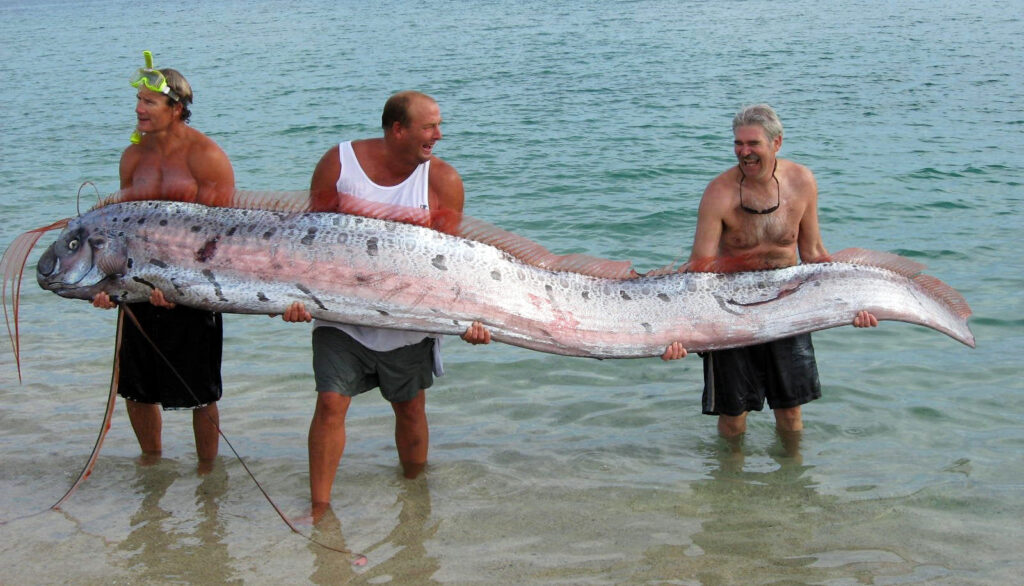 Oarfish
