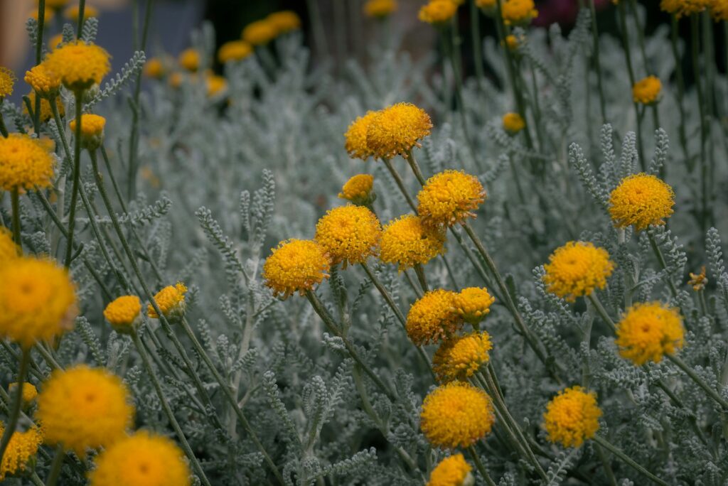 A bunch of yellow flowers in a field